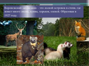Воронежский заповедник – это лесной островок в степи, где живет много лисиц,
