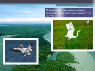 В Астраханском заповеднике обитают пеликаны и цапли. Заповедник существует с