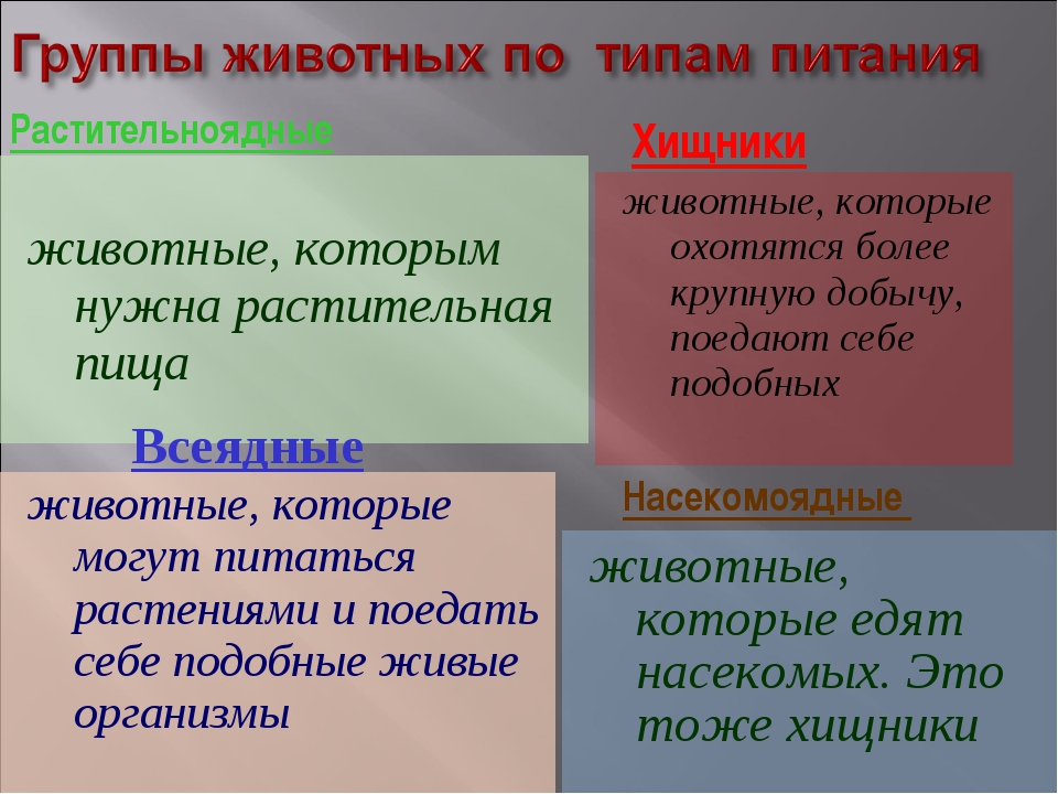 5 тип питания. Типы питания животных. Типы животных по питанию. Деление животных по типу питания. Типы питания животных таблица.