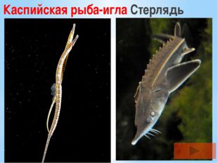 Каспийская рыба-игла Стерлядь 