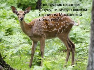  Заповедник охраняет фауну, типичную южным окраинам Московской области. 
