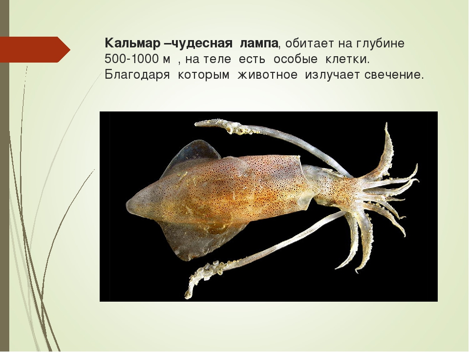 Кальмар выбрасывает защитную жидкость. Головоногие моллюски кальмар чудесная лампа. Кальмар чудесная лампа. Глубоководный кальмар чудесная лампа. Кальмары презентация.