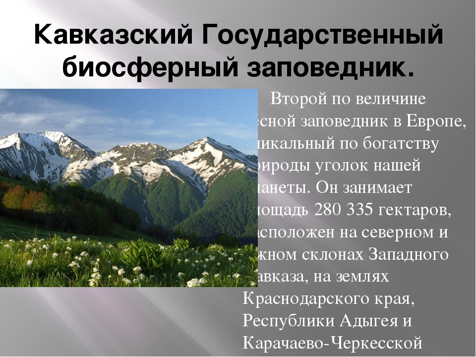 Запиши названия заповедников расположенных. Кавказский биосферный заповедник проект. Кавказский биосферный заповедник презентация. Кавказский заповедник доклад. Кавказский заповедник презентация.