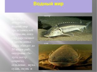 Водный мир Богат и интересен водный мир представителей Астраханс­кого государ