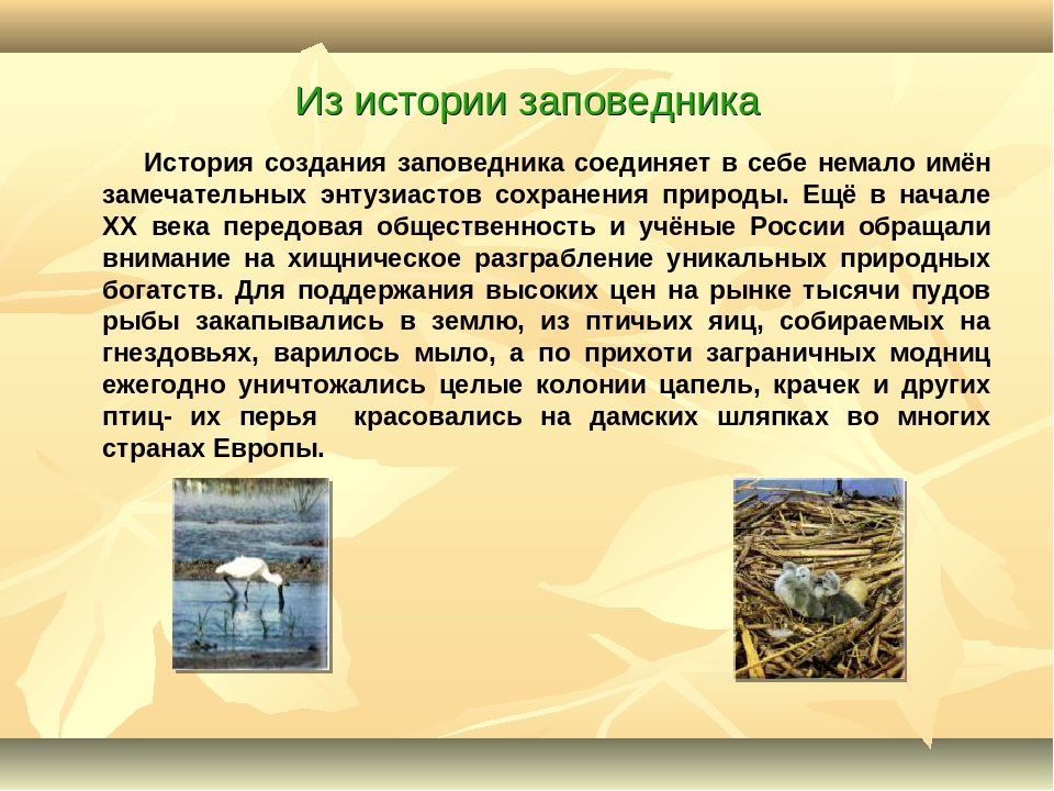 Описание заповедника. Рассказ о заповеднике России. Сообщение о заповеднике. Рассказ о российском заповеднике. Заповедники России доклад 4 класс.