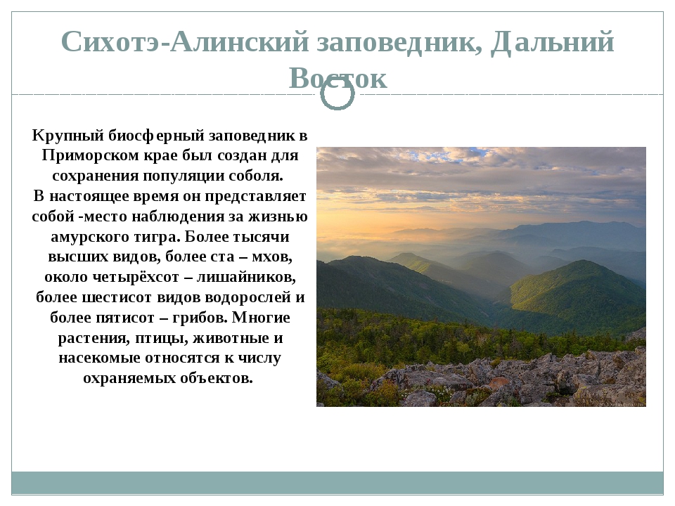 3 сихотэ алинский. Сихотэ-Алинский заповедник. Сихотэ-Алинский заповедник презентация. Сихотэ Алинь животные. Центральный Сихотэ-Алинь сообщение.