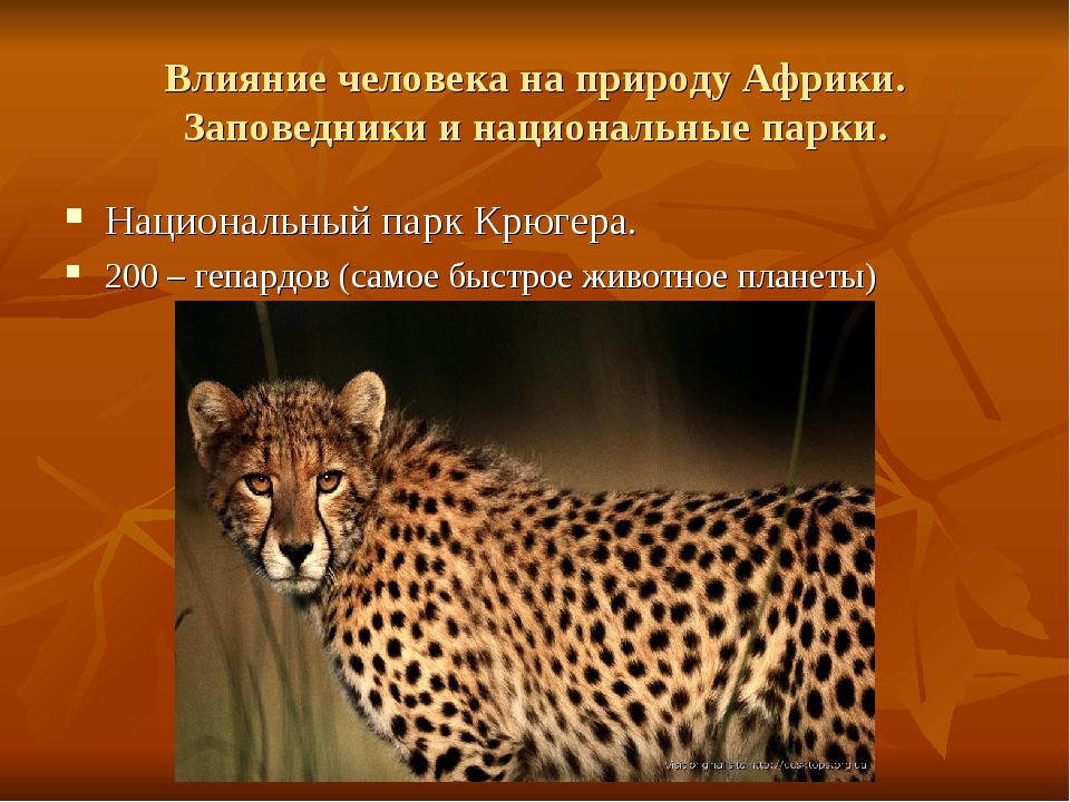 Влияние африки. Влияние человека на природу Африки. Влияние человека на природу заповедники и национальные парки. Влияние человека на природу заповедники Африки. Влияние человека на природу Африки заповедники и национальные парки.