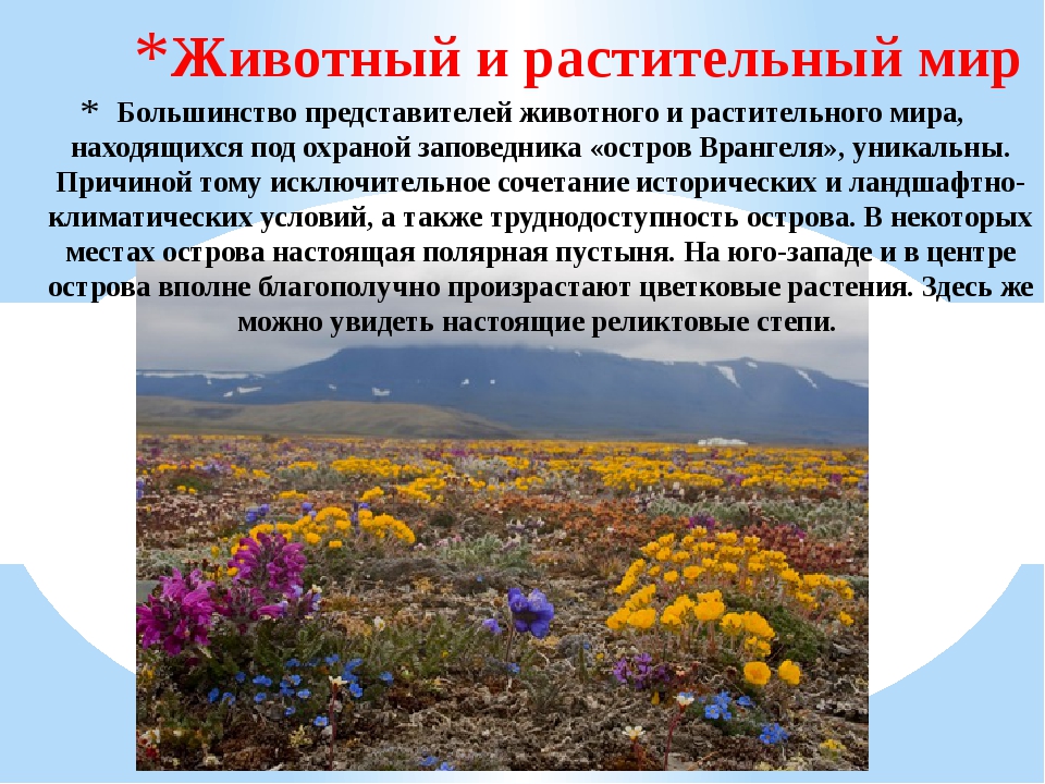 Остров врангеля какая природная зона. Остров Врангеля растительный мир. Остров Врангеля растительность. Заповедник остров Врангеля население. Заповедник остров Врангеля животные и растения.