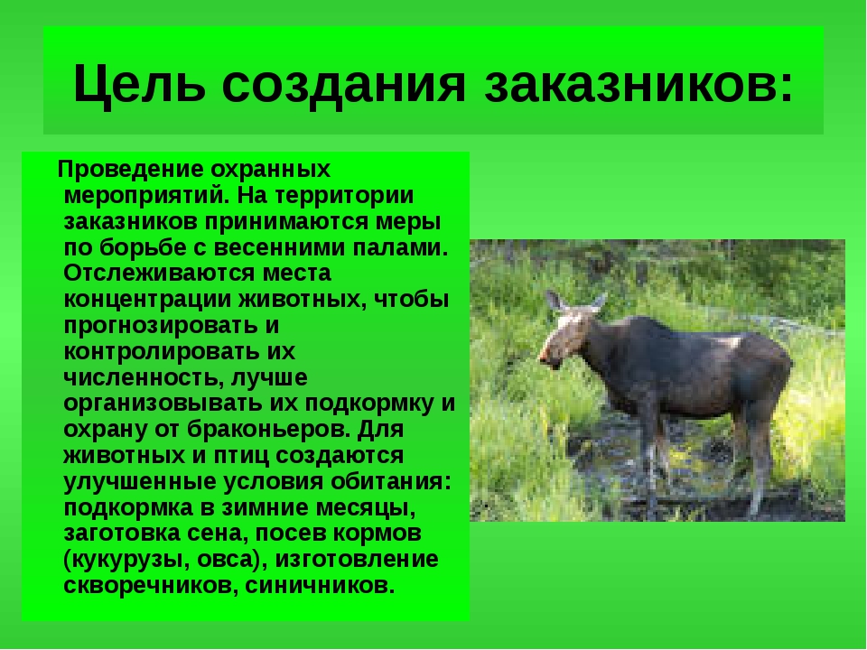 Вид животного охраняется в донецком кряже. Презентация на тему заказники. Заказники Новосибирской области. Заповедники Новосибирска. Заповедники и заказники Новосибирской области.