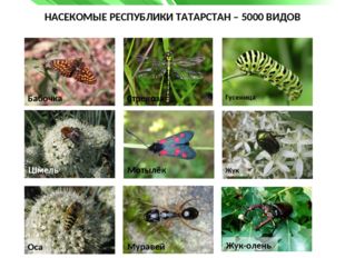 НАСЕКОМЫЕ РЕСПУБЛИКИ ТАТАРСТАН – 5000 ВИДОВ Бабочка Бабочка Стрекоза Гусеница