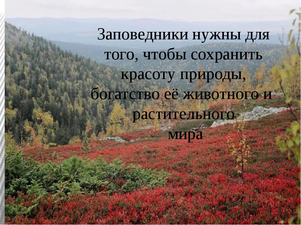 Для чего создают заповедники. Заповедники нужны. Вывод для чего нужны заповедники. Для чего заповедники. Зачем создают заповедники и национальные парки.