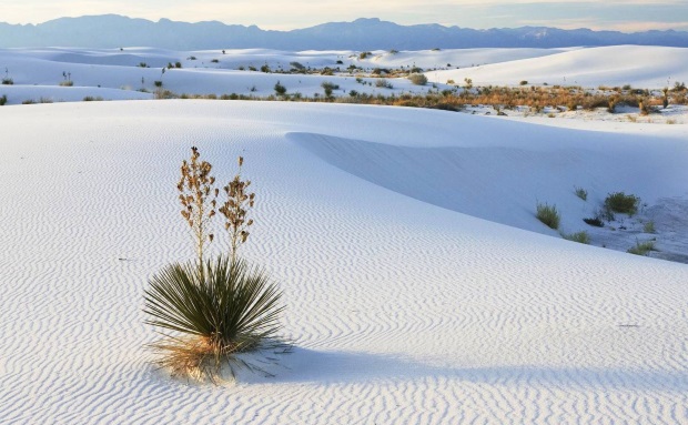 white-desert
