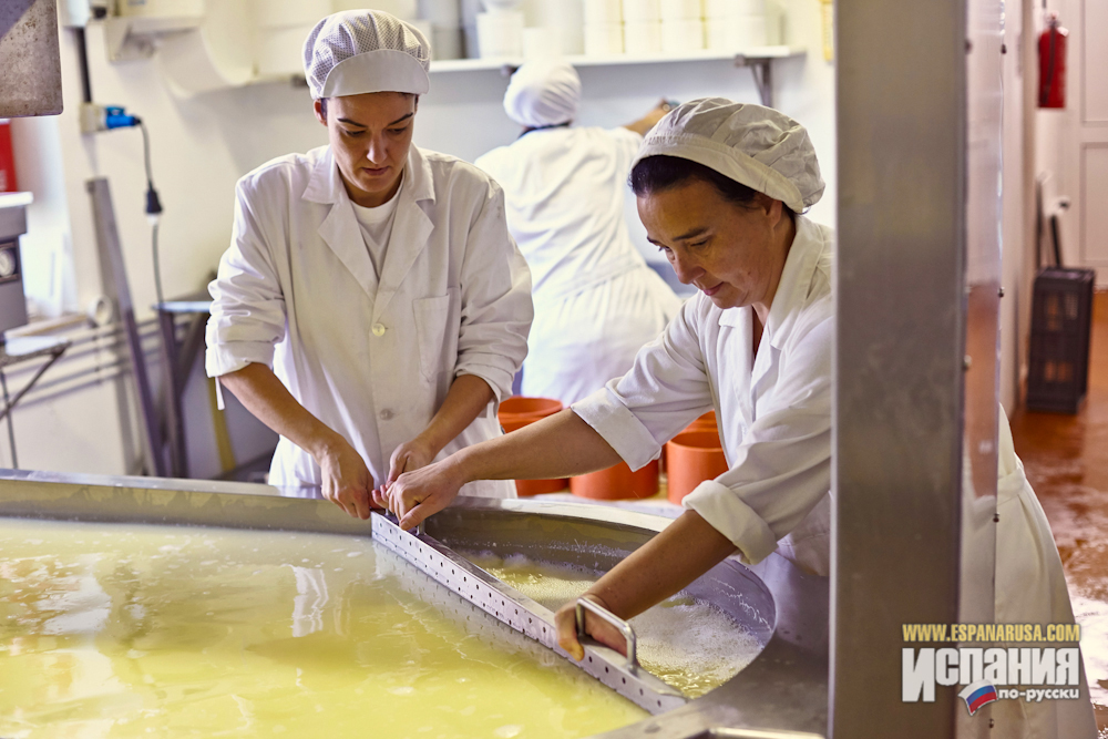 Производство сыра в Испании: смесь коровьего, козьего и овечьего молока