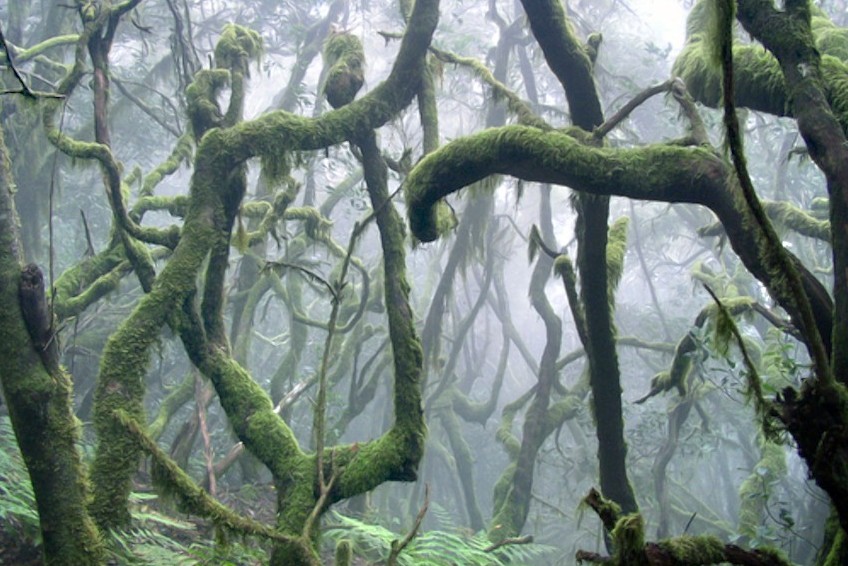 Bosque Encantado на Тенерифе