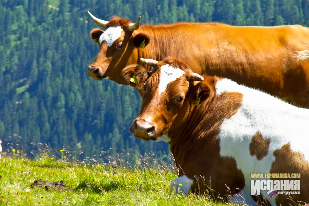 Испанский сыр: коровы на пастбище Овьедо