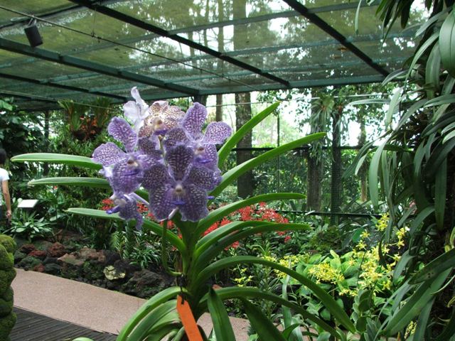 В ботаническом саду Сингапура