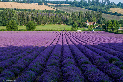 Lavender Fields. France