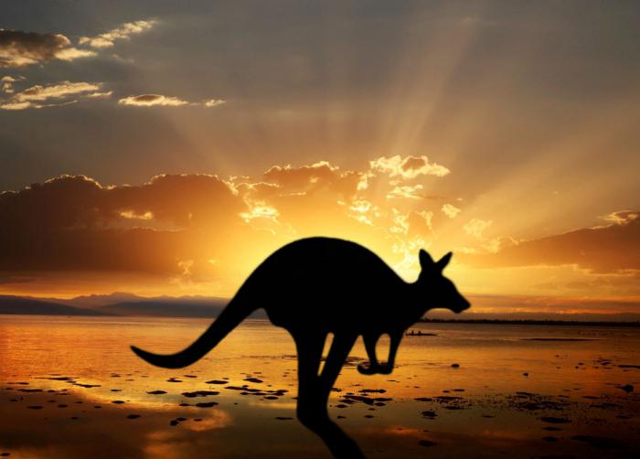 интересные факты о животных австралии 