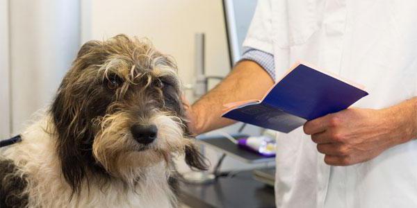 ветеринарный паспорт для собак