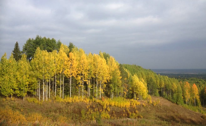 Европейский лес