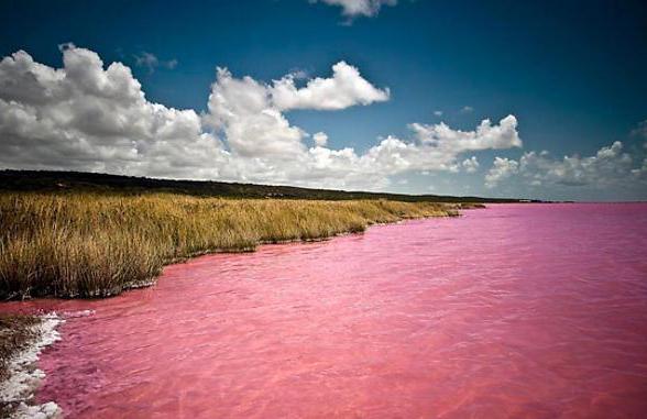 розовое озеро на алтае
