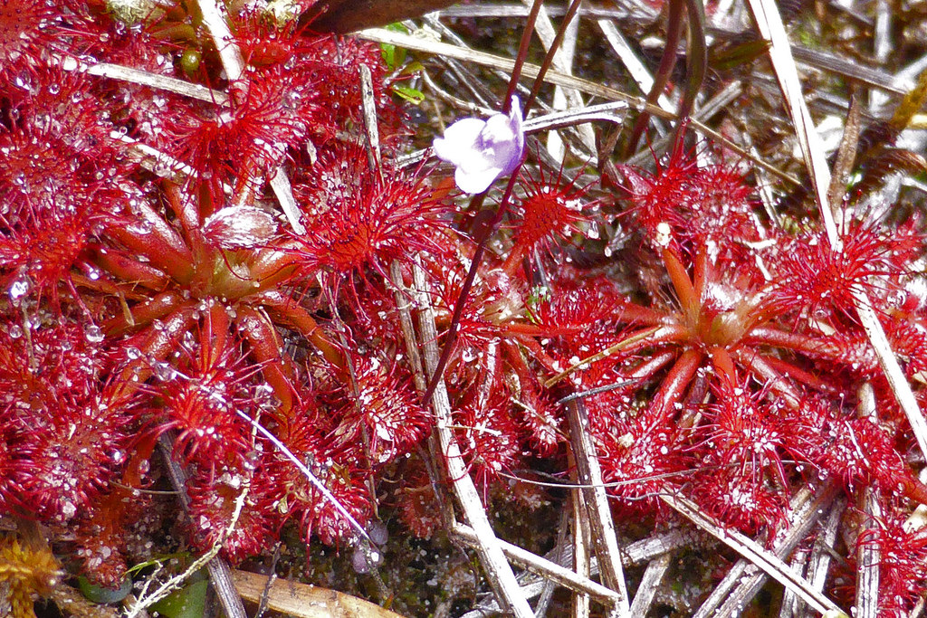 Росянка рораймская (Drosera roraimae)