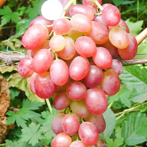 Розовый сорт винограда Ливия