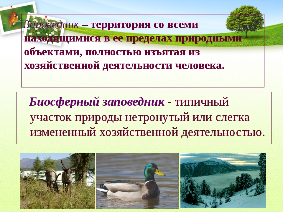 Территория заповедников это. Охрана природы заповедники. Особо охраняемые заповедники. Охраняемые природные территории экология. Национальные природные парки и заказники.