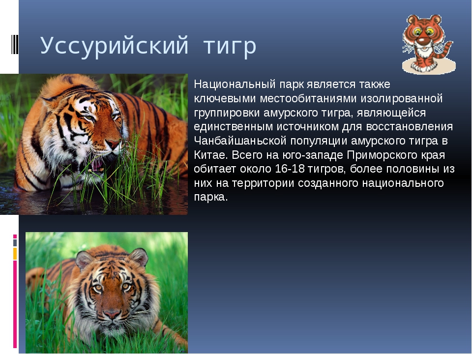 Про красного тигра. Про Уссурийского тигра красная книга. Уссурийский тигр презентация. Уссурийский тигр сообщение. Рассказ про Уссурийского тигра.