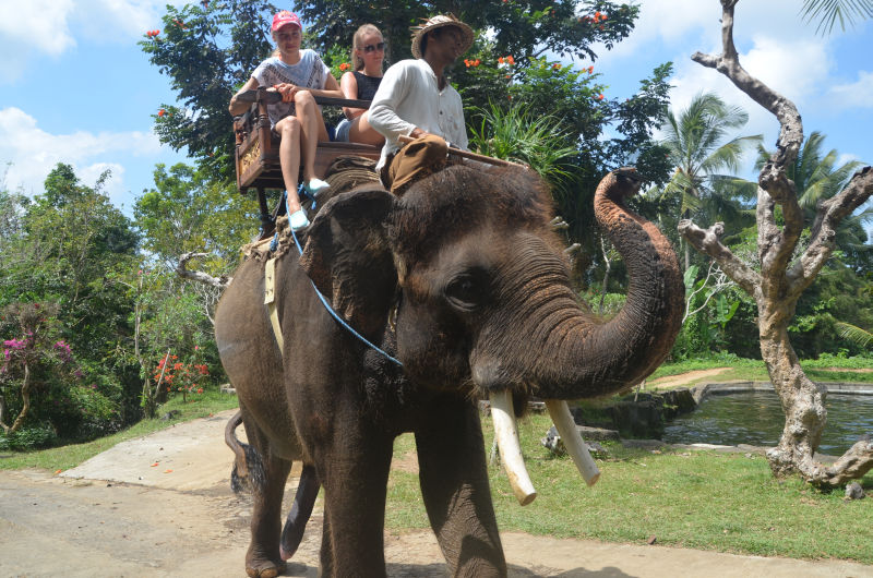 Сафари на слонах Бали