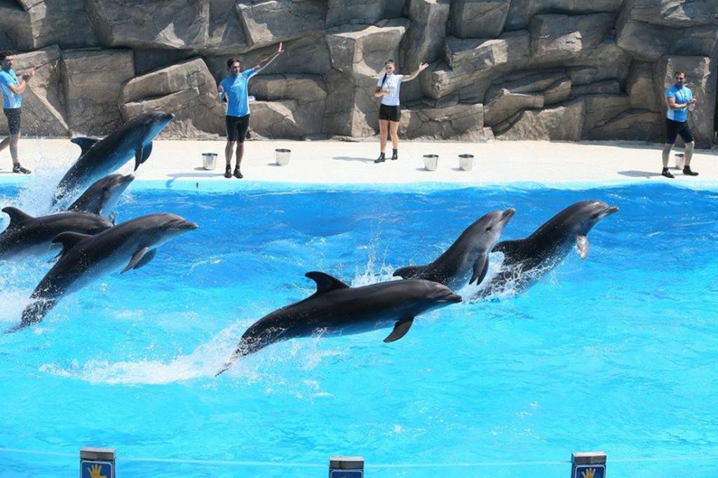 дельфинарий в батуми
