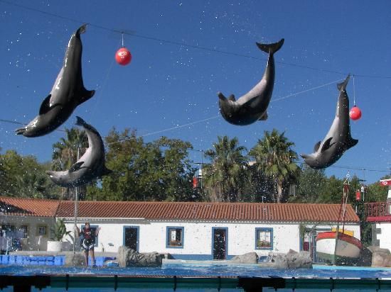 шоу дельфинов в лиссабонском зоопарке