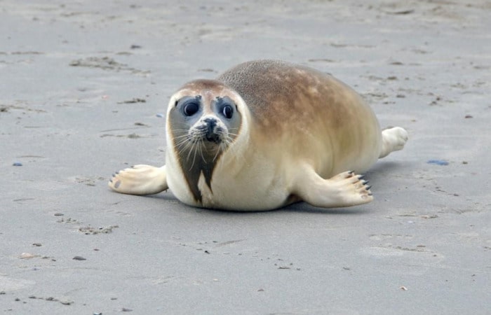 Интересные места в Голландии сафари на тюленей