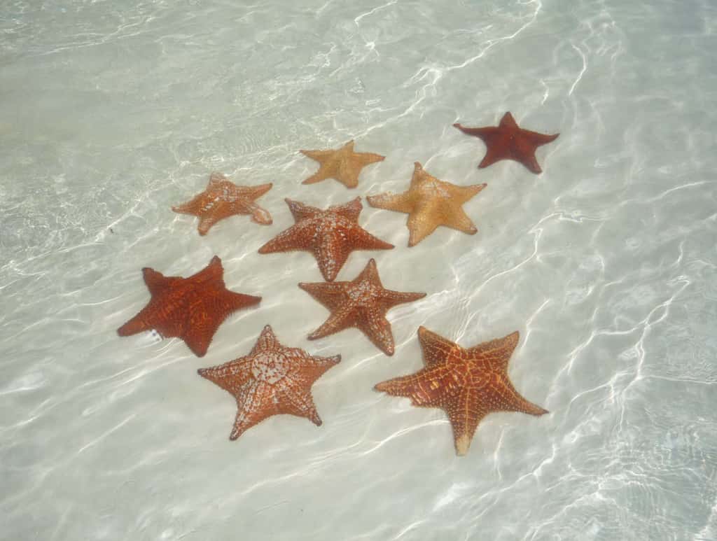 Морские звезды в кристально-чистой воде пляжа Плайя Параисо