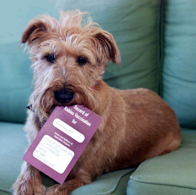 Twiglet the Irish Terrier had no problems returning to the UK after a trip to the continent as he had his Pet Passport