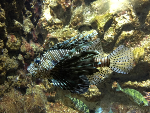 Рыба-петух в аквариуме Родоса