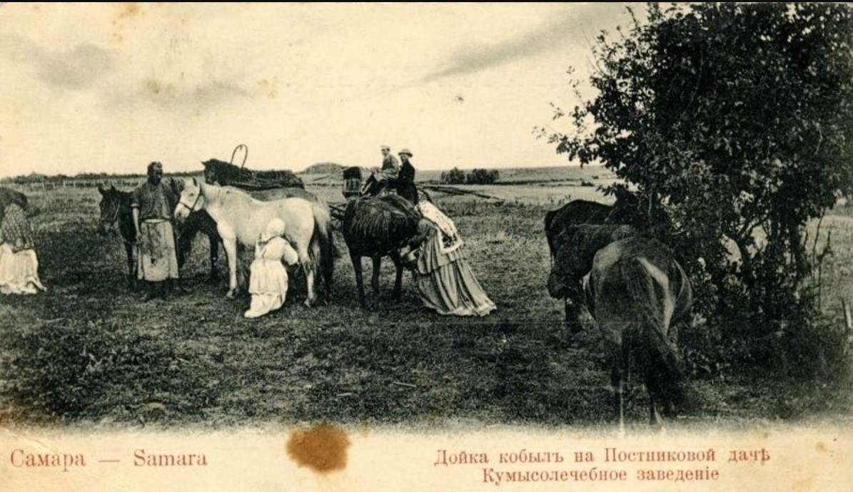 Окрестности Самары. Кумысо-лечебное заведение доктора Постникова. Дойка кобыл на Постниковской даче