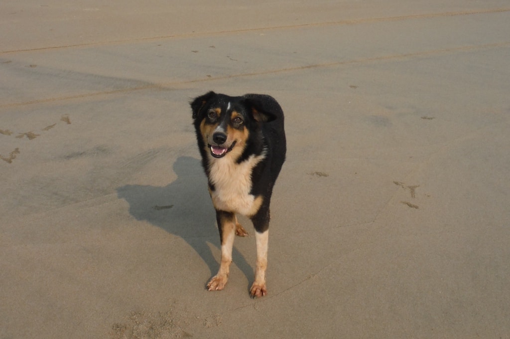 Индийская пляжная собака