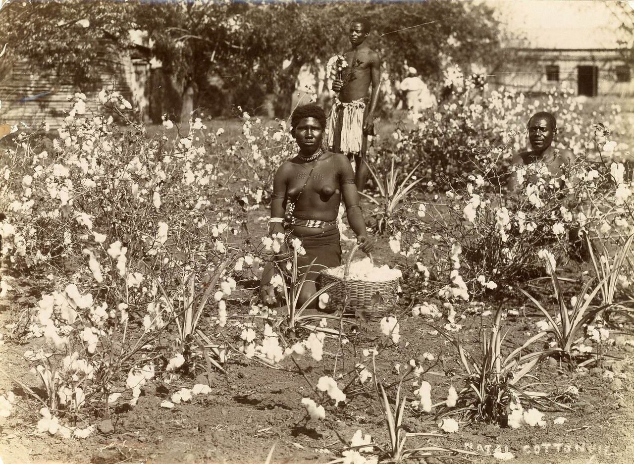 Сборщики хлопка в Натале. Южной Африке, 1885