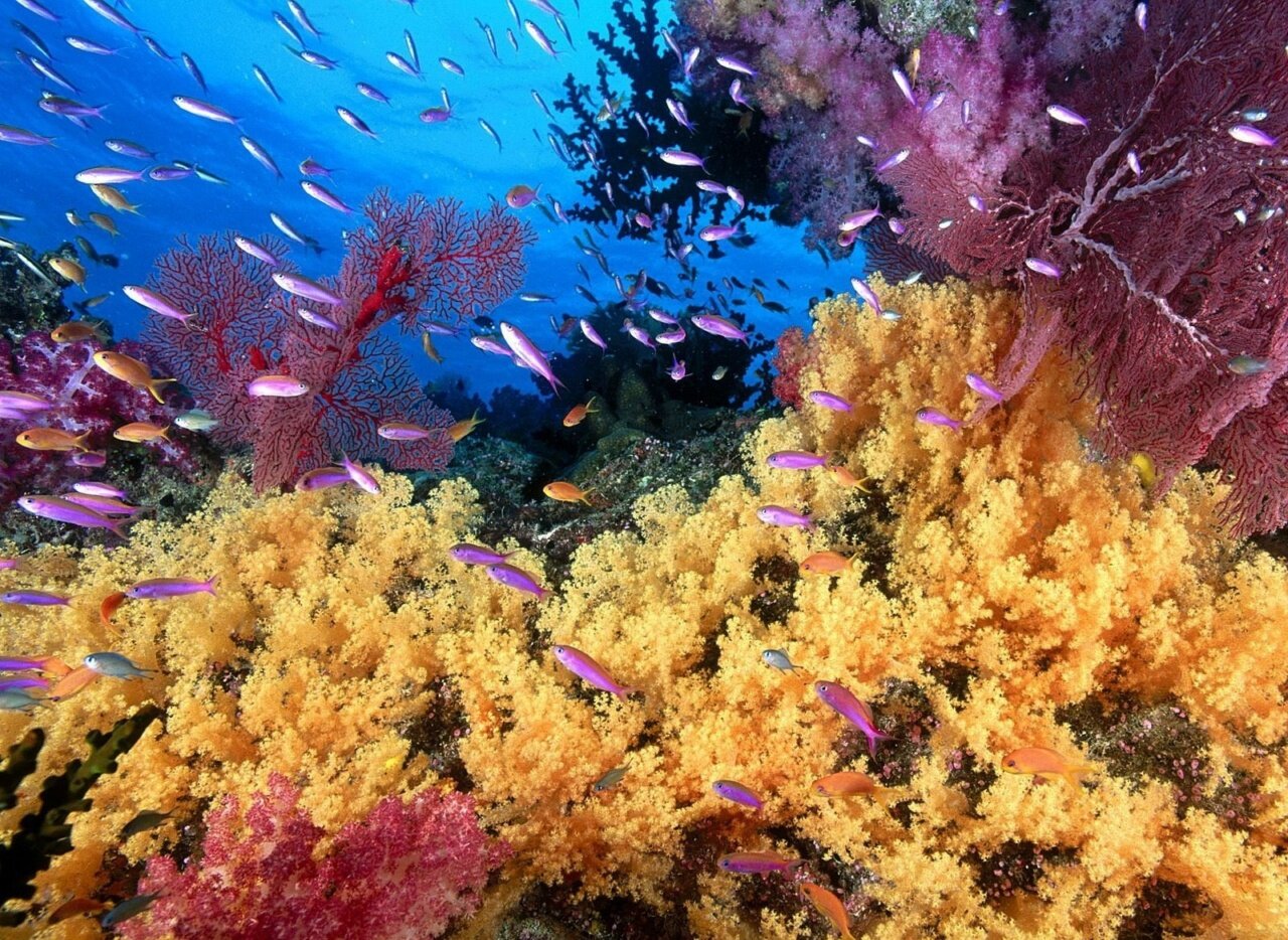 Scuba Diving, Great Barrier Reef : Cairns, Australia