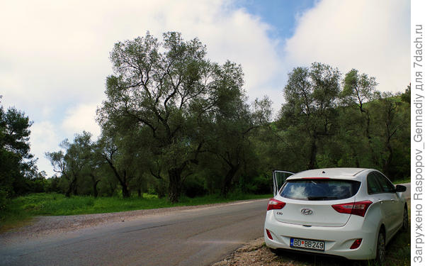 Дороги через столетние дикие оливковые рощи