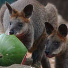 Зоопарк Сиднея «Таронга»
