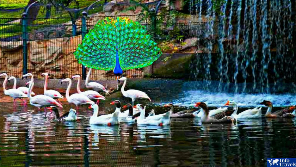 Птичий парк в Агадире