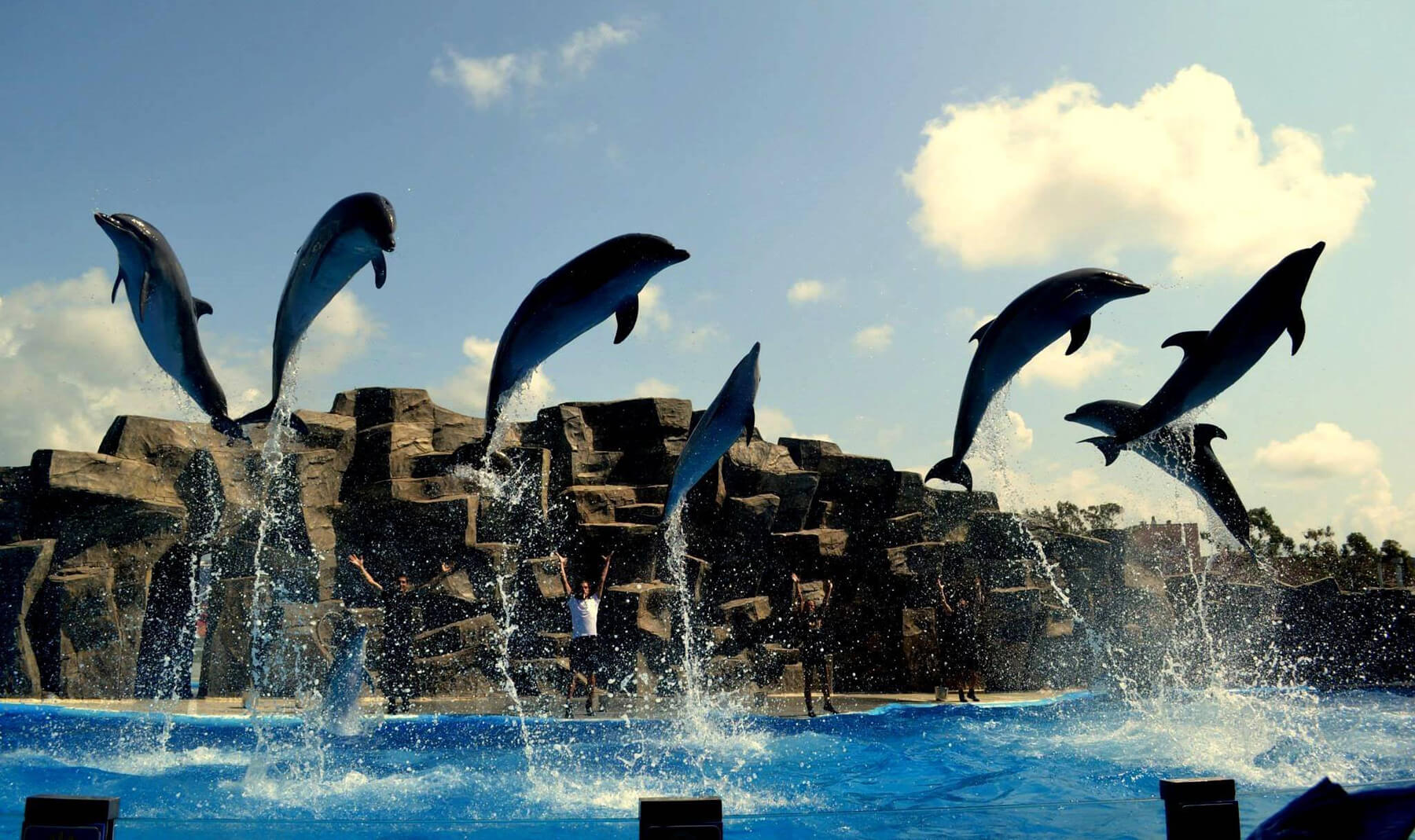Представление в дельфинарии в Батуми