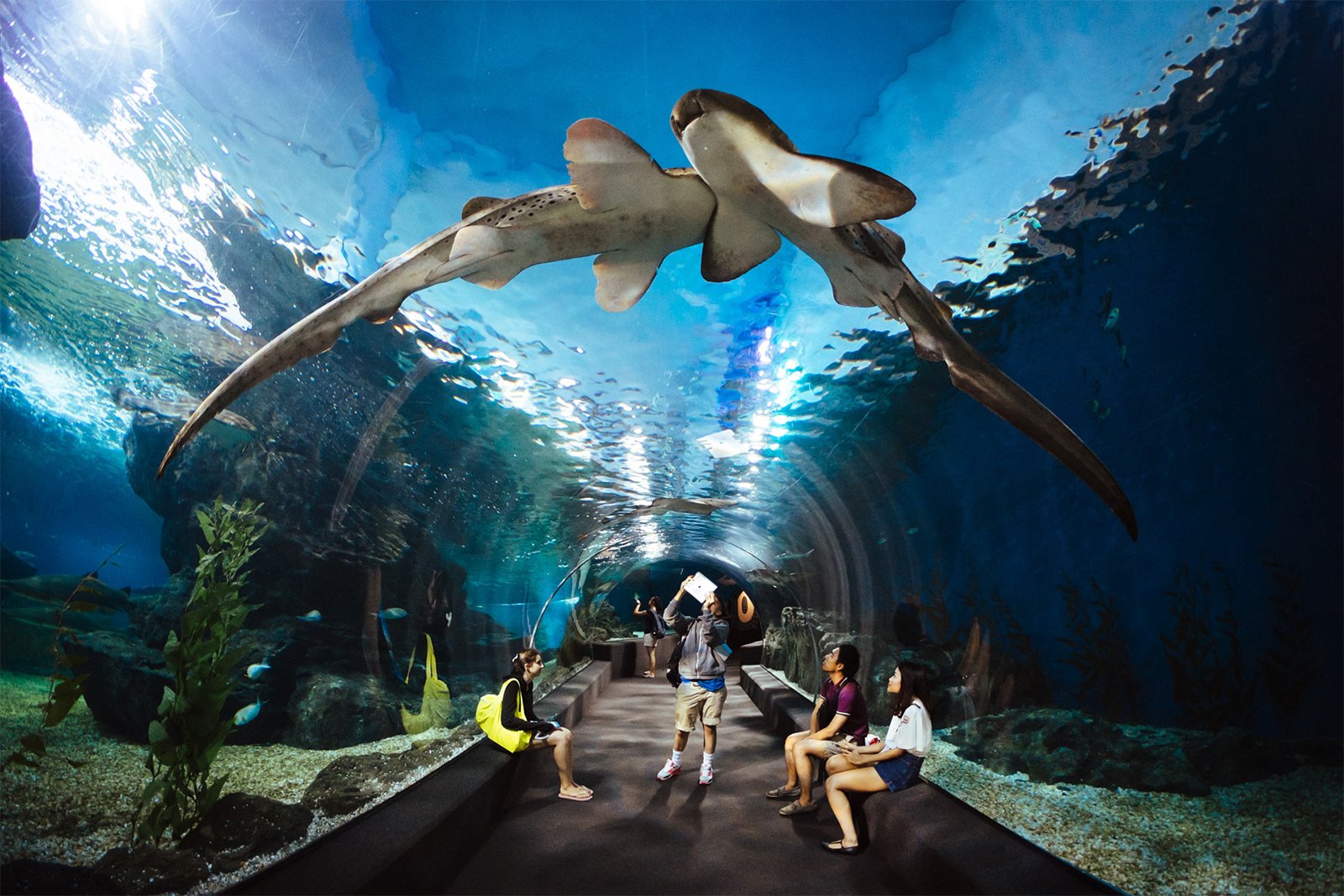 Аквариум Siam Ocean World