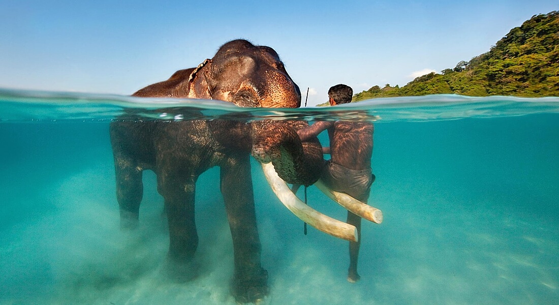 слон в море на Андаманах
