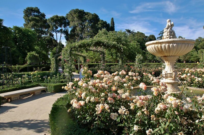 Розовый сад в парке Ретиро