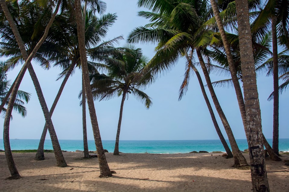 Пальмы шри ланки. Шри Ланка пальмы. Пальмовая роща Шри Ланка. Зелень Шри Ланки пальмы.
