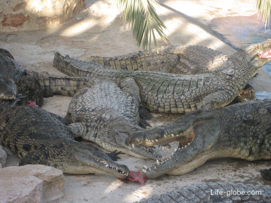 Достопримечательности острова Джерба - Крокодиловая ферма