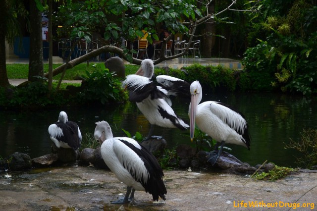Пеликаны фото